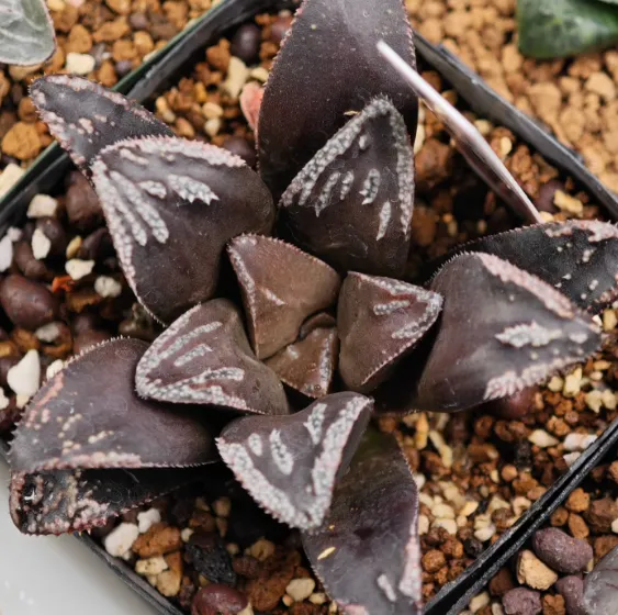 大宗商品:期货交易与市场波动