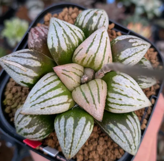 大宗商品:期货交易与市场波动