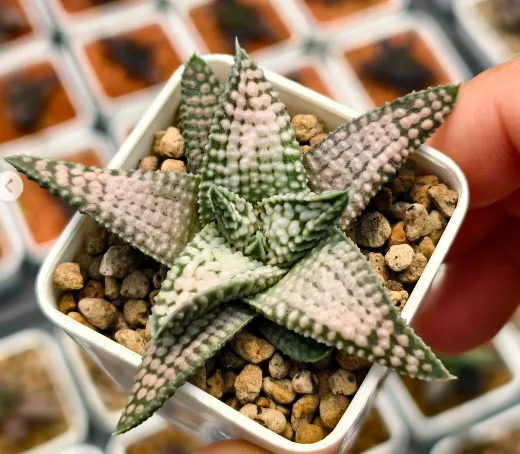 大宗商品:期货交易与市场波动