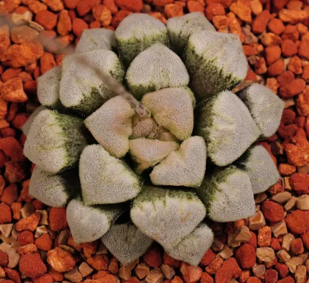 大宗商品:期货交易与市场波动