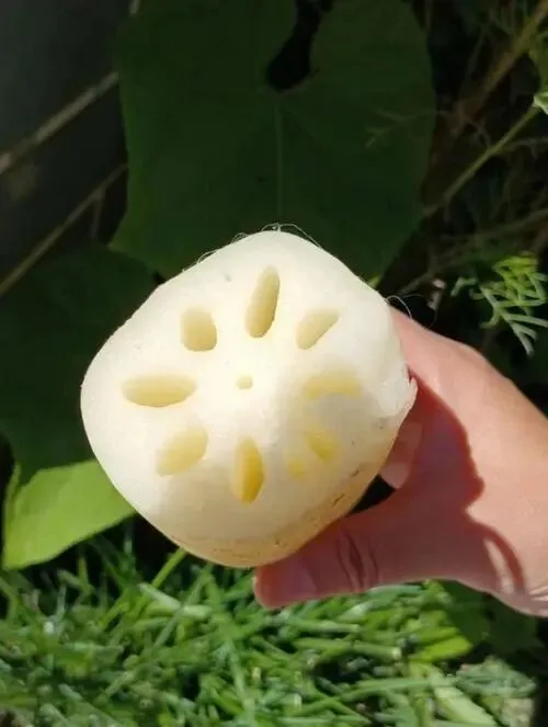 别再被“完美”欺骗!这4种菜市场蔬菜,摊主自己都不碰,你却在狂买