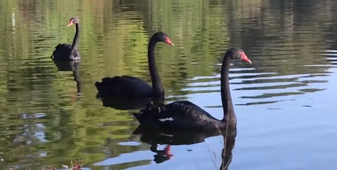 《从瑞郎黑天鹅到LUNA崩盘:市场教给我们的7堂残酷课》