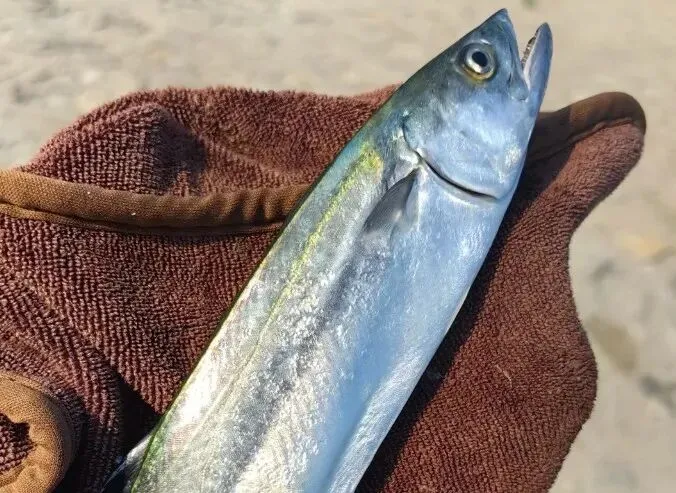 市场上这5种鱼,现在无法人工养殖,都是野生鱼,价格便宜营养高