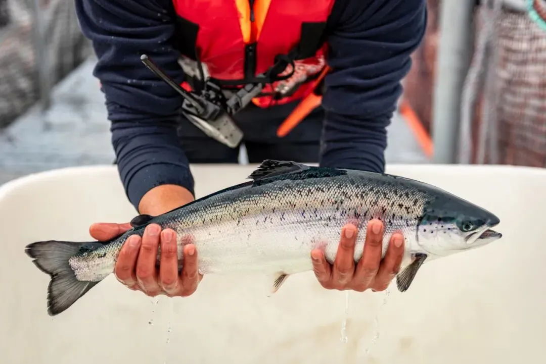 挪威海产品2月出口持续下滑,中国市场成增长主力
