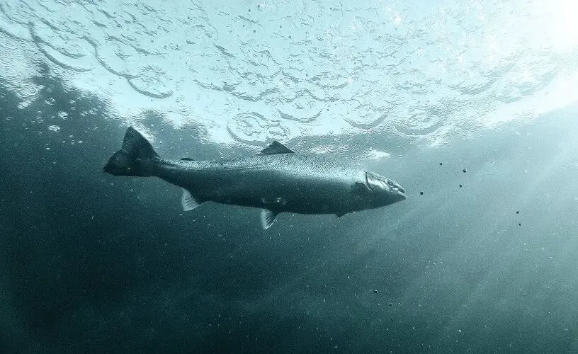 挪威海产品2月出口持续下滑,中国市场成增长主力