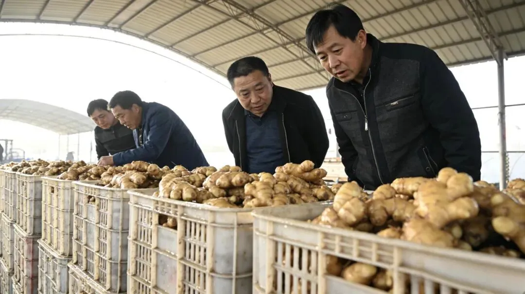 生姜市场藏着“无声异动”:别人都开始行动了,你却还没察觉?