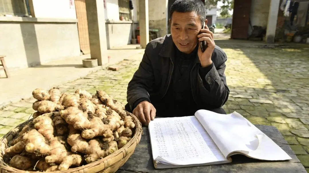 生姜市场藏着“无声异动”:别人都开始行动了,你却还没察觉?