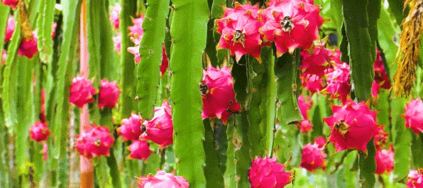 稳消费、增活力、提信心!八桂消费市场韧性十足……