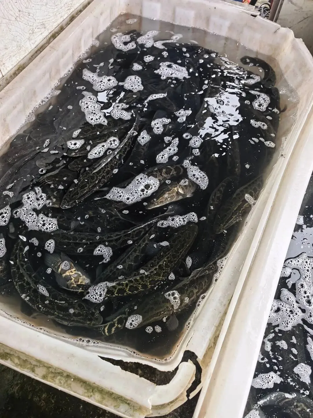 重庆一水产市场被曝“活鱼使用麻醉剂”,最新现场探访:丁香酚检测仪器即将投用,管理方称已加强巡查