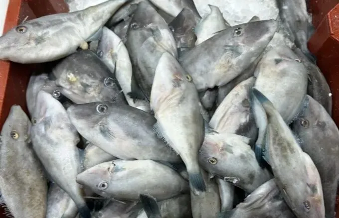 市场上这5种鱼,现在无法人工养殖,都是野生鱼,价格便宜营养高