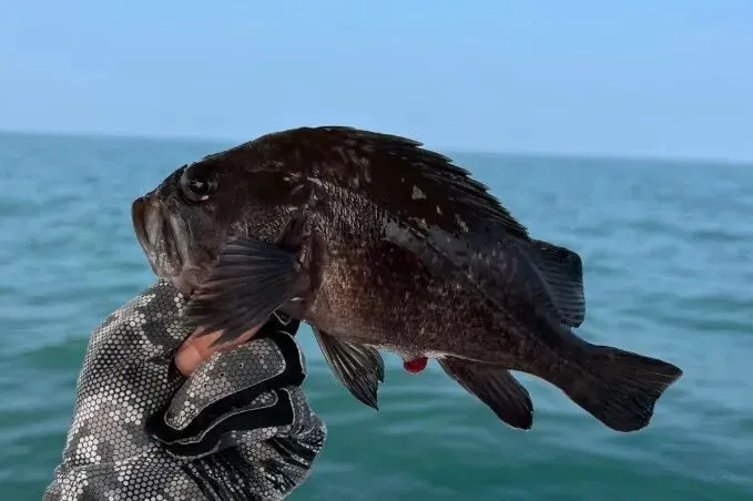 市场上这5种鱼,现在无法人工养殖,都是野生鱼,价格便宜营养高