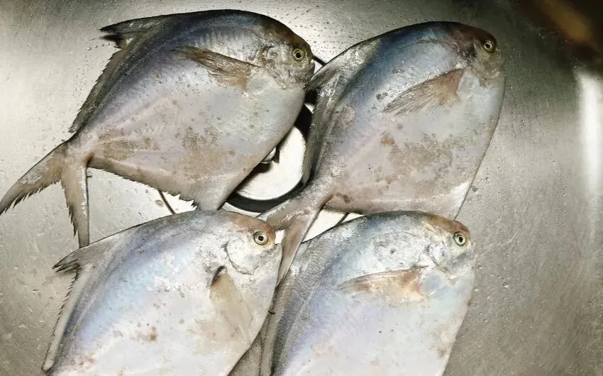 市场上这5种鱼,现在无法人工养殖,都是野生鱼,价格便宜营养高