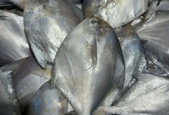 市场上这5种鱼,现在无法人工养殖,都是野生鱼,价格便宜营养高