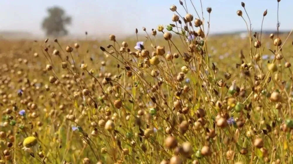 俄哈竞逐亚麻出口 中国市场成增长核心