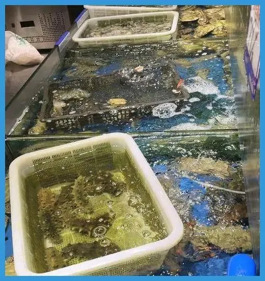 央视曝光:海鲜市场用“三无”麻醉剂甚至工业酒精麻醉活鱼,为方便装卸,防止在运输过程中掉鱼鳞