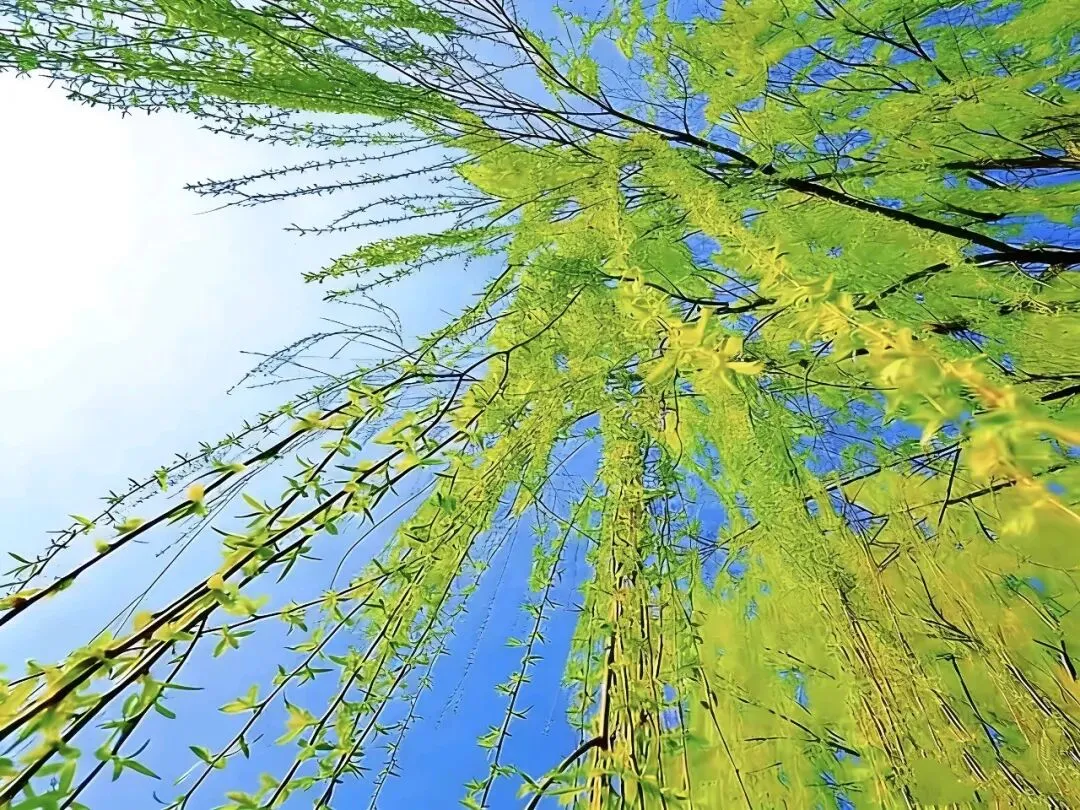 《深井与江河:一只麻雀教会我的贷款营销真相》