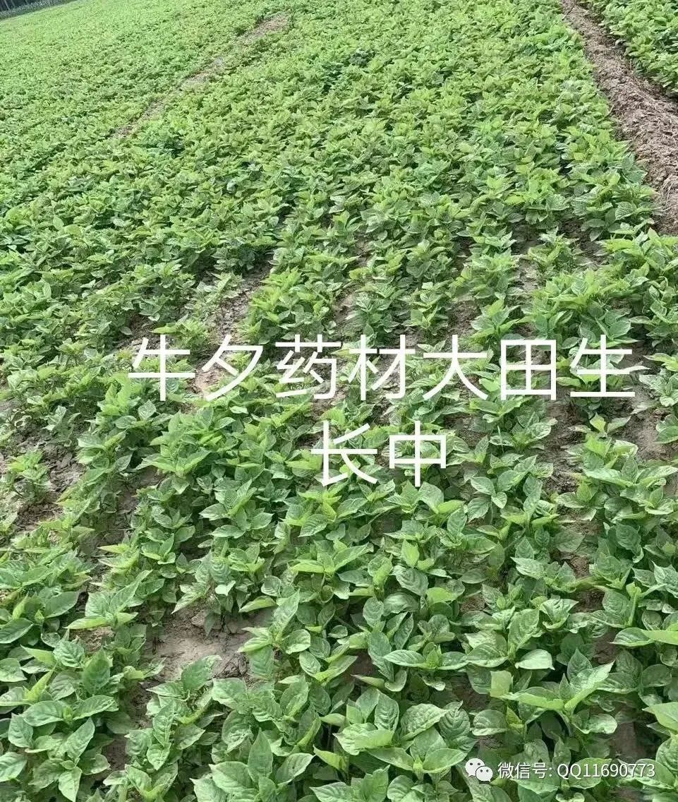 牛夕市场2026年继续看涨 种植面积少