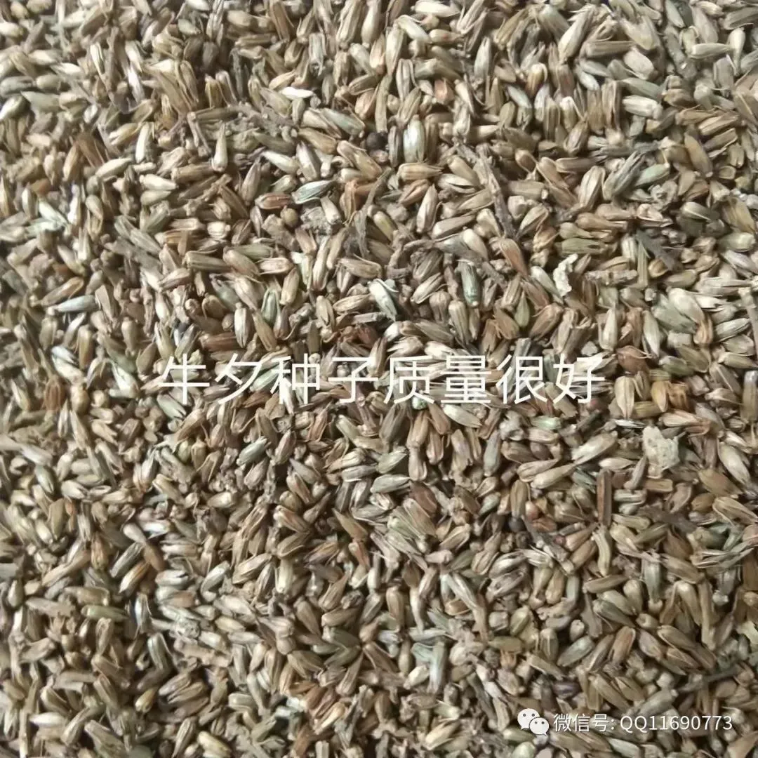 牛夕市场2026年继续看涨 种植面积少