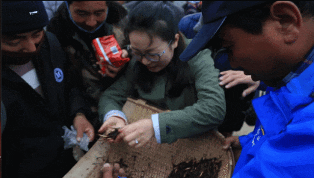 崩了!虫草市场价格大降价!