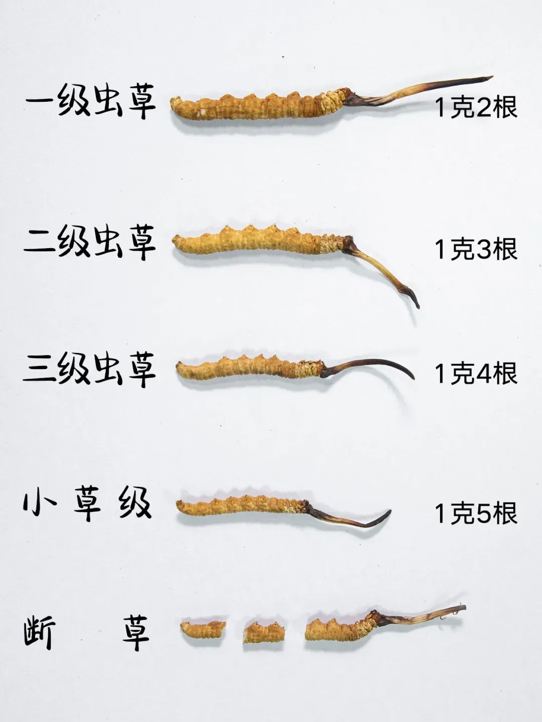 崩了!虫草市场价格大降价!