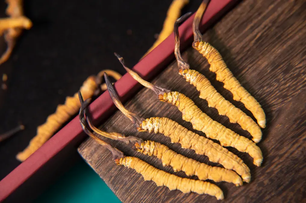 崩了!虫草市场价格大降价!