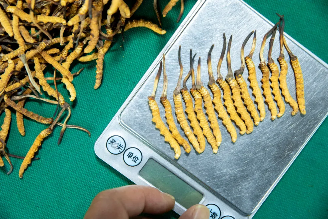 崩了!虫草市场价格大降价!