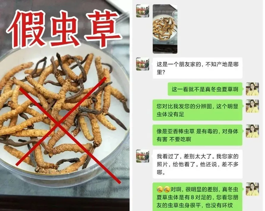 崩了!虫草市场价格大降价!