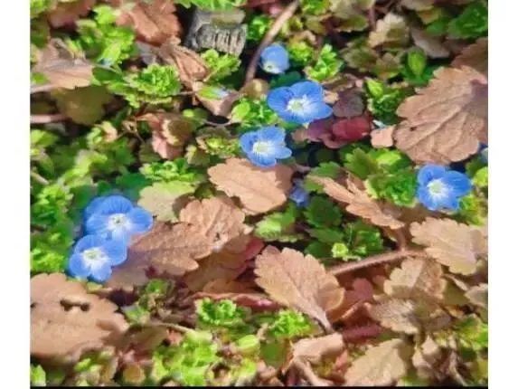 社彩纷呈| 经管院营销协会“春觅校园,绘影自然”活动圆满落幕