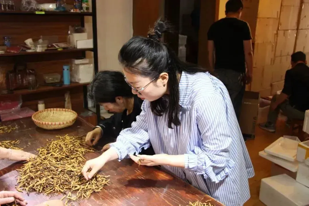 崩了!虫草市场价格大降价