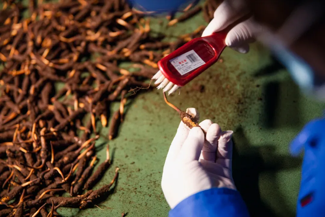 崩了!虫草市场价格大降价
