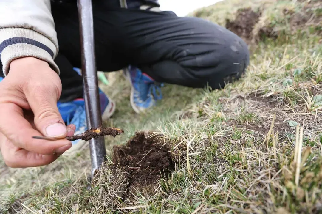 崩了!虫草市场价格大降价