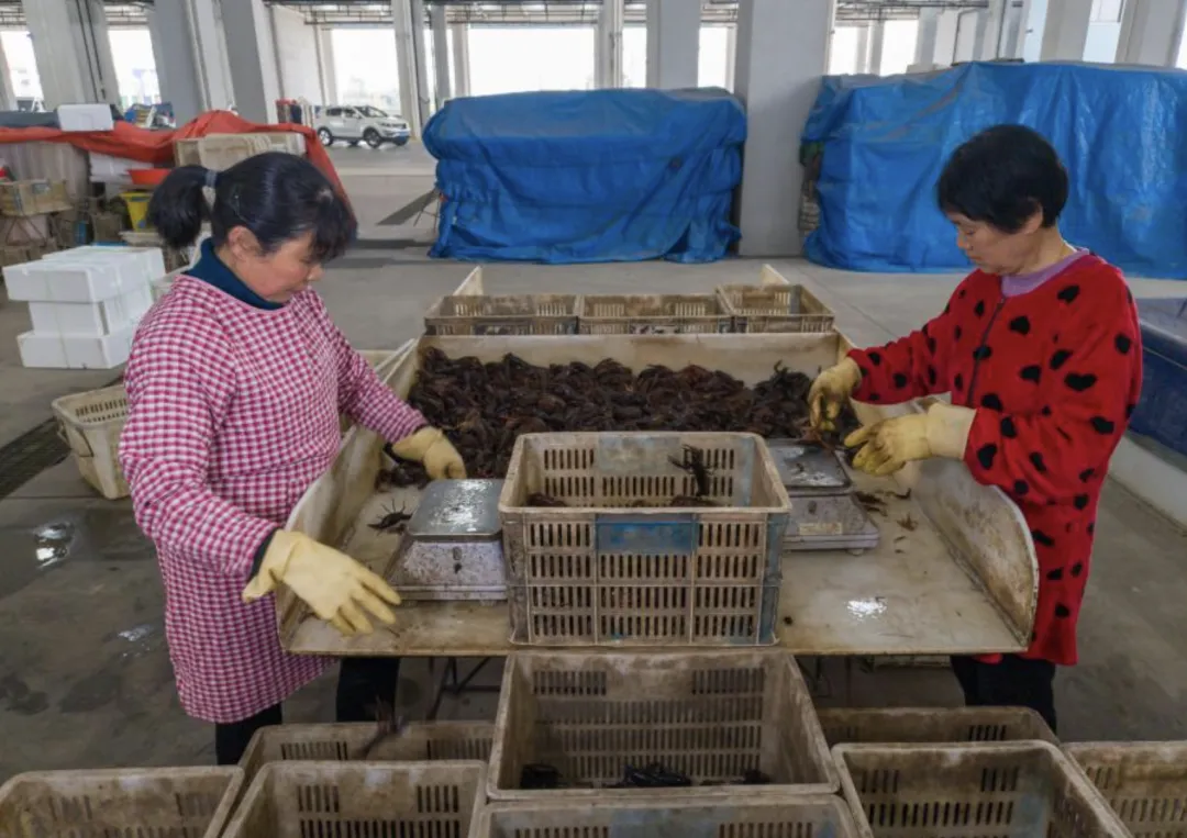 合肥最大的小龙虾批发市场搬家