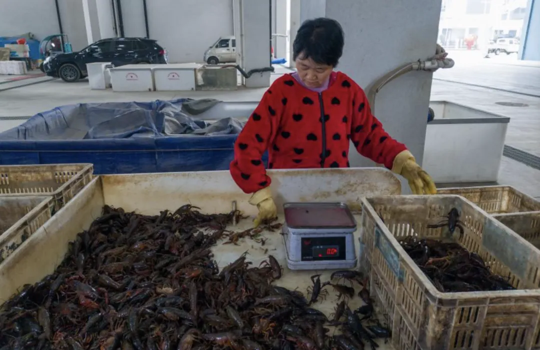 合肥最大的小龙虾批发市场搬家