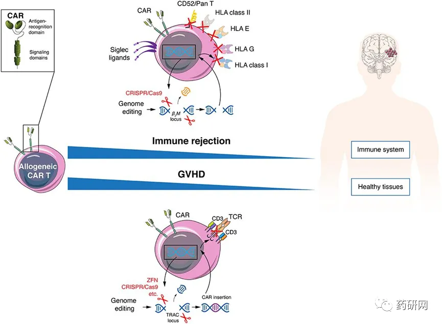 市场潜力巨大却表现平庸,CAR-T将如何破局?