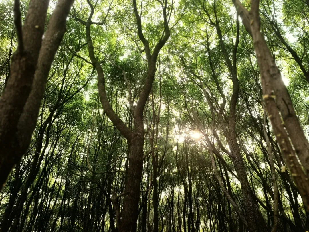 报名 | 亲子+市场双拓展,第八期自然引导师社群工作坊限额招募!