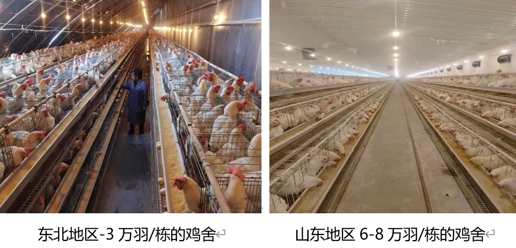 【市场分析】东北区域饲料毛利为啥这么高?