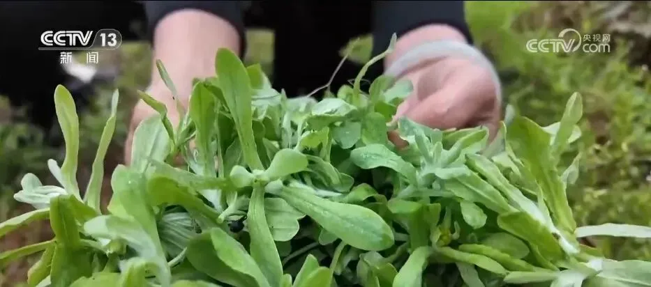 消费市场“春鲜”热潮涌动 “春日经济”活力十足
