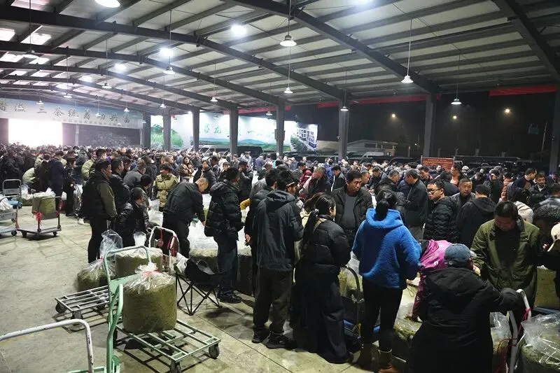 遂昌春茶交易持续火爆!二十多天,这一市场交易额破2亿大关