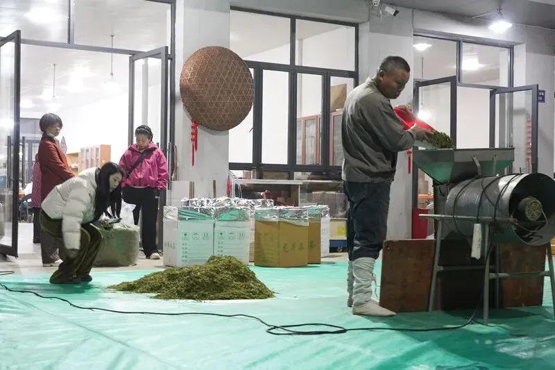 遂昌春茶交易持续火爆!二十多天,这一市场交易额破2亿大关