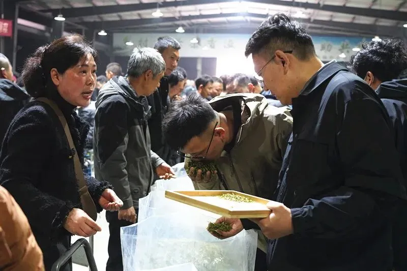 遂昌春茶交易持续火爆!二十多天,这一市场交易额破2亿大关