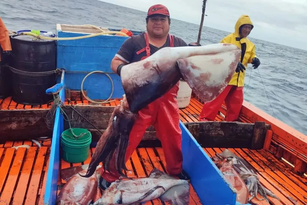 2026年3月27日全球鱿鱼市场洞察:产能释放、局部上涨与替代博弈