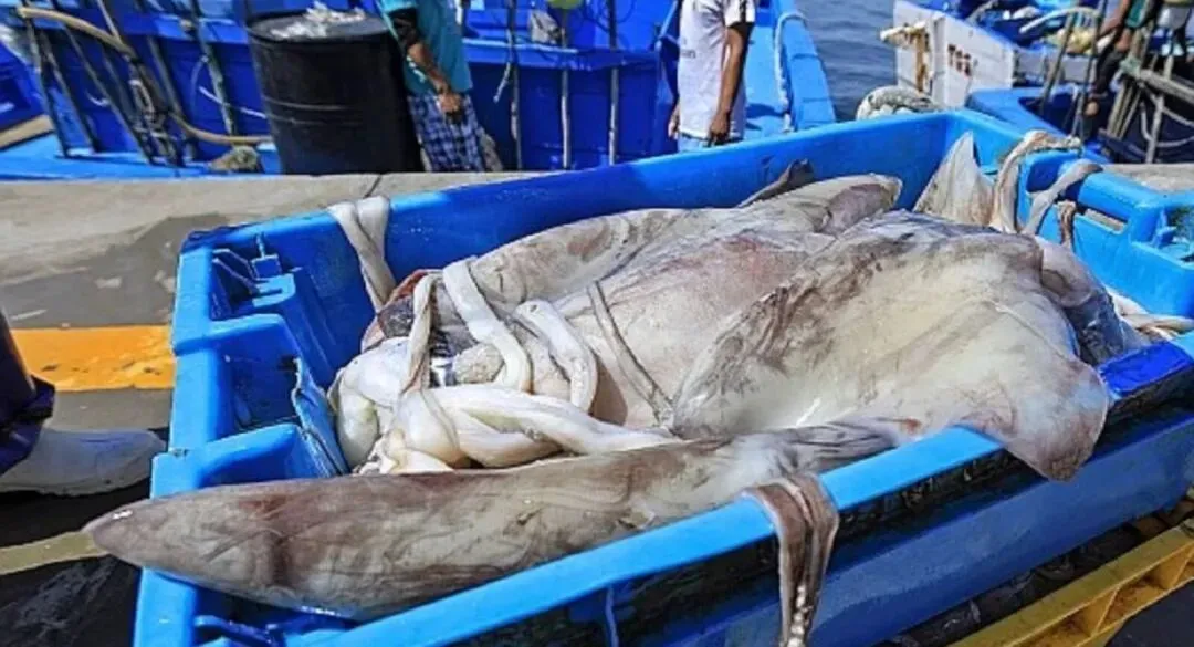 2026年3月27日全球鱿鱼市场洞察:产能释放、局部上涨与替代博弈