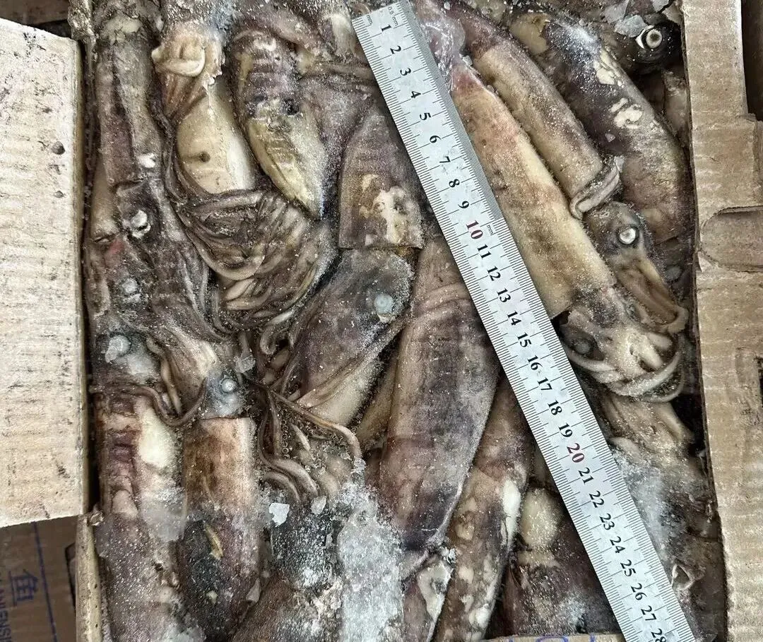 2026年3月27日全球鱿鱼市场洞察:产能释放、局部上涨与替代博弈