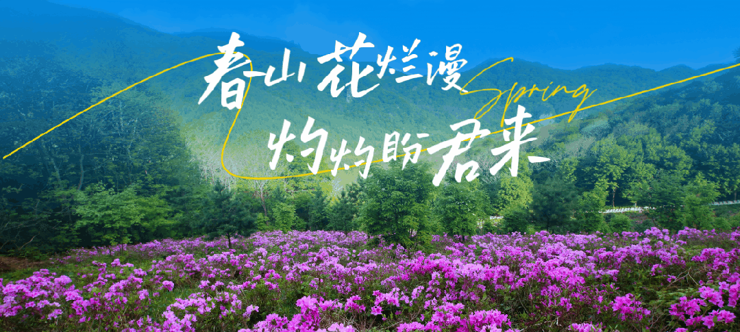 走,去本溪富佳花卉市场!寻冬日生机,与繁花相拥