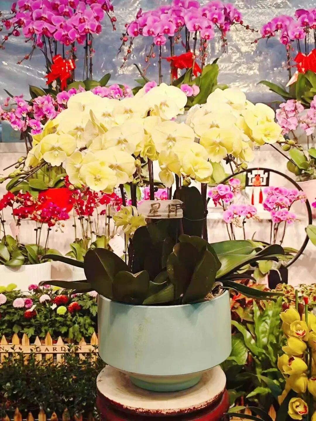 走,去本溪富佳花卉市场!寻冬日生机,与繁花相拥