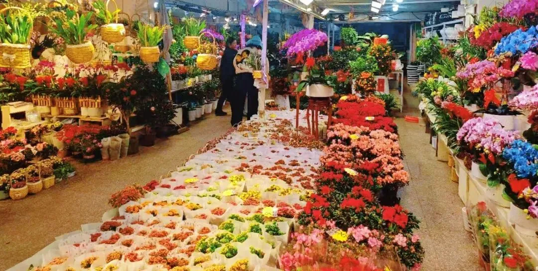 走,去本溪富佳花卉市场!寻冬日生机,与繁花相拥