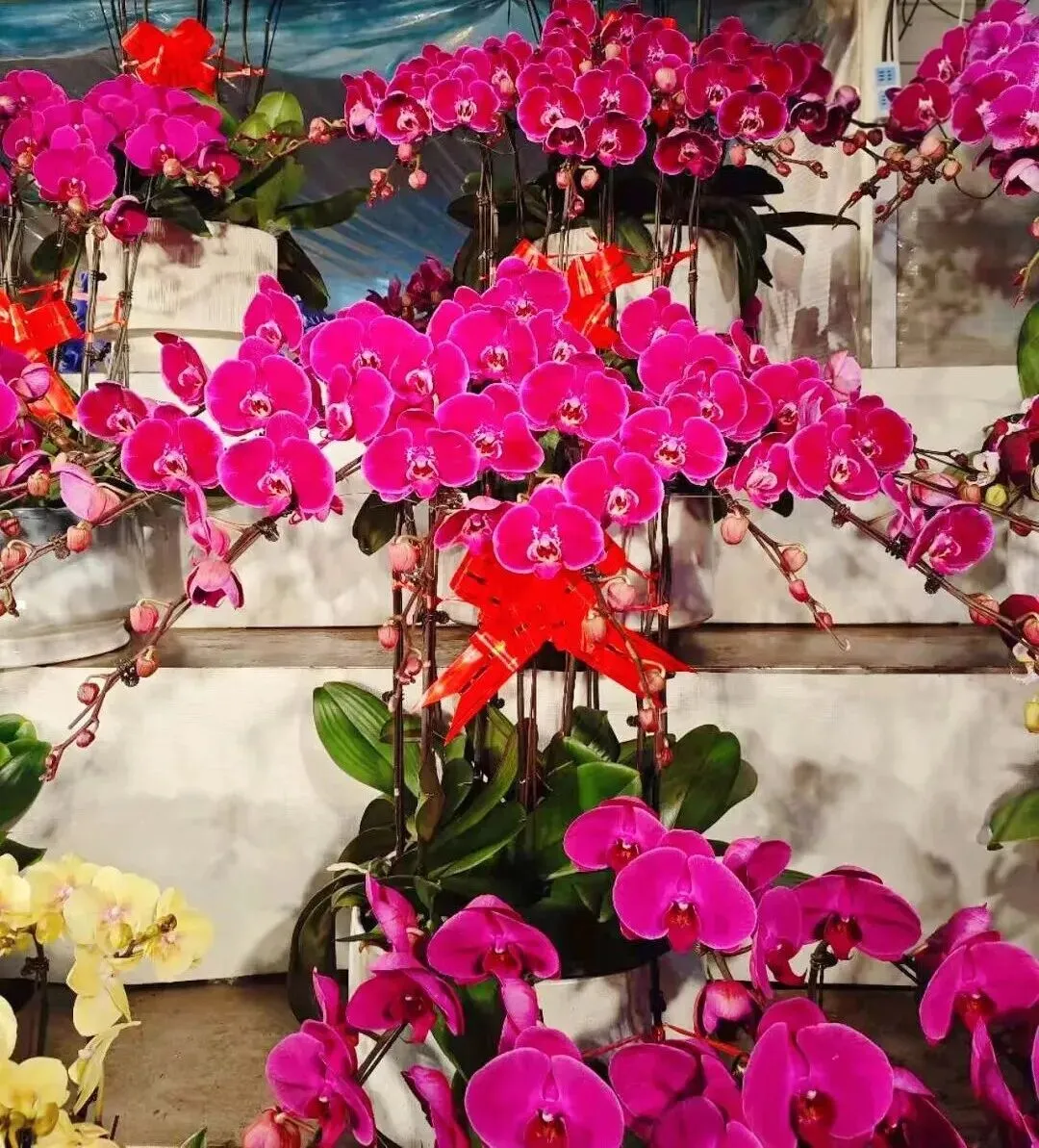 走,去本溪富佳花卉市场!寻冬日生机,与繁花相拥