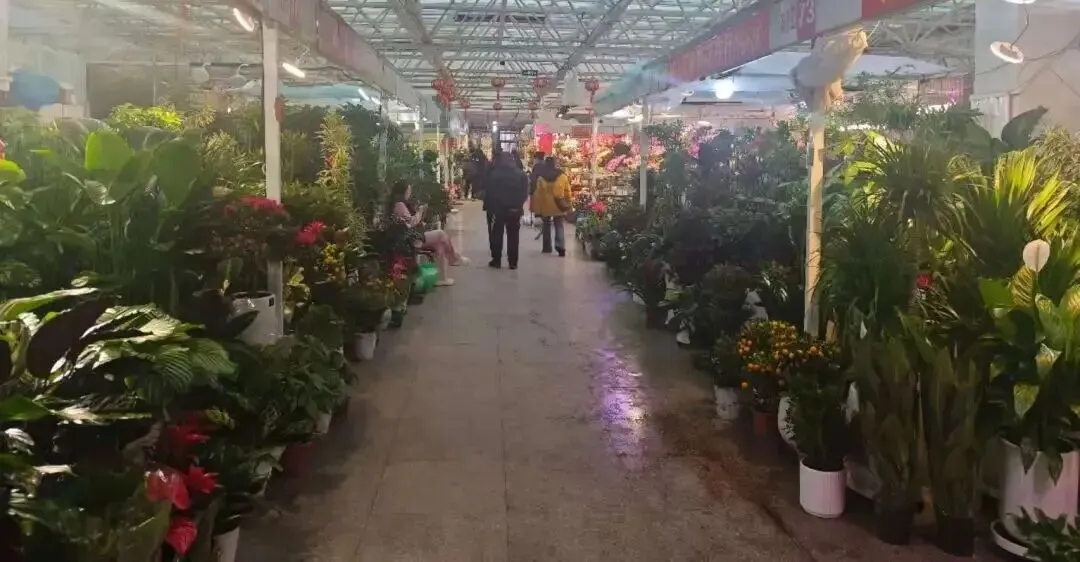 走,去本溪富佳花卉市场!寻冬日生机,与繁花相拥