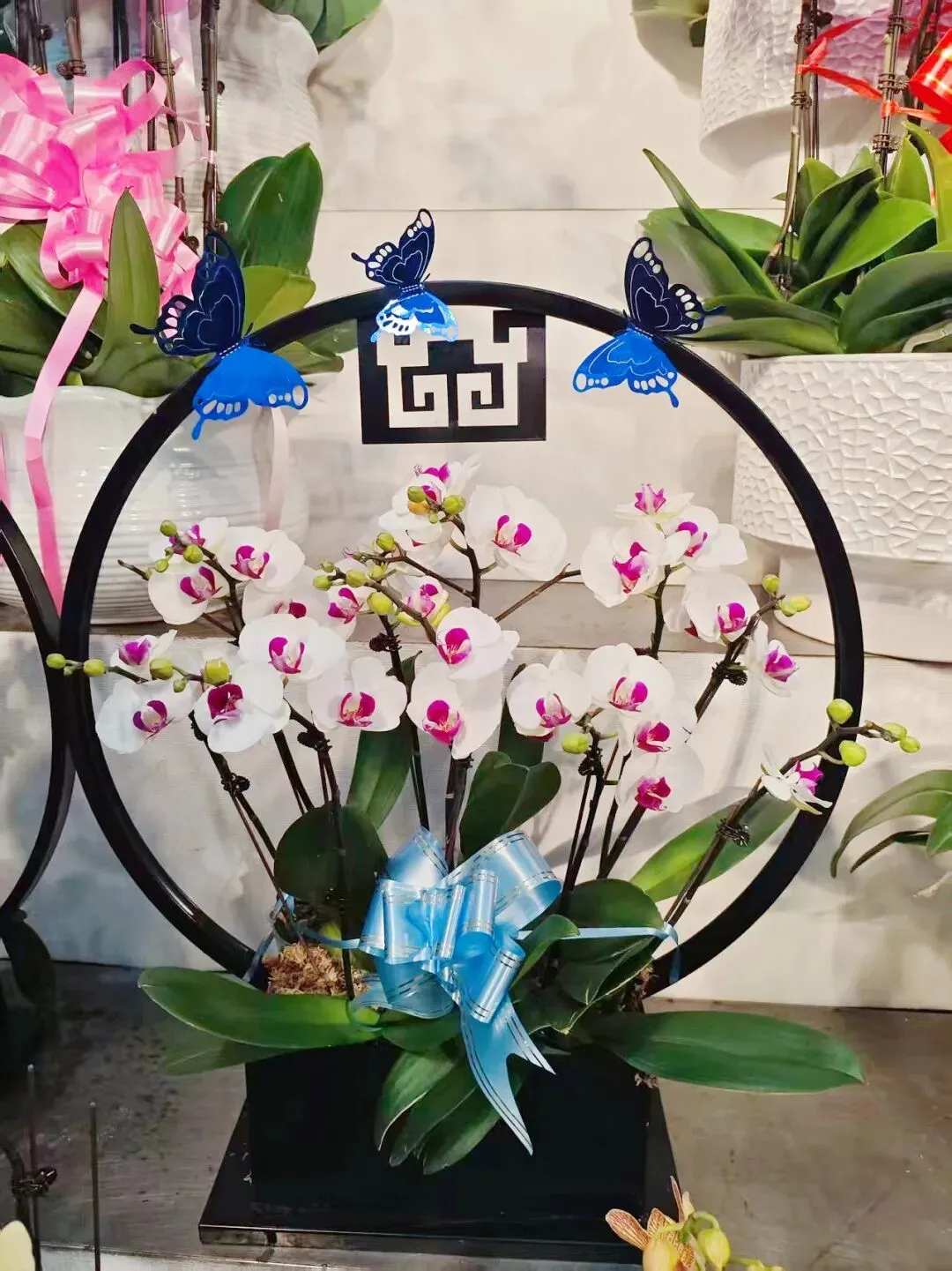 走,去本溪富佳花卉市场!寻冬日生机,与繁花相拥