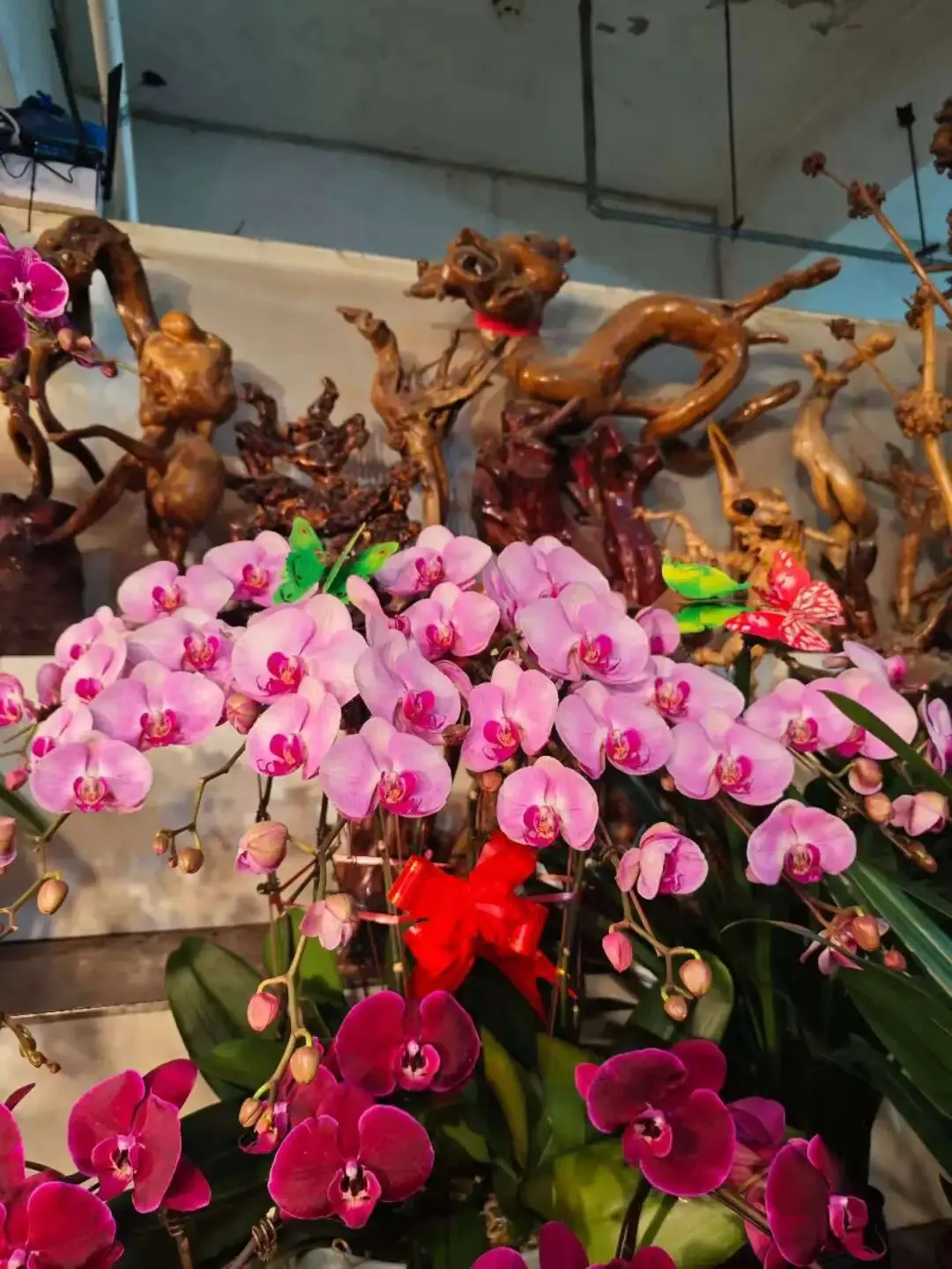 走,去本溪富佳花卉市场!寻冬日生机,与繁花相拥